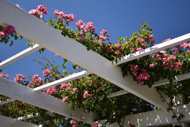 Garden Trellis Installation