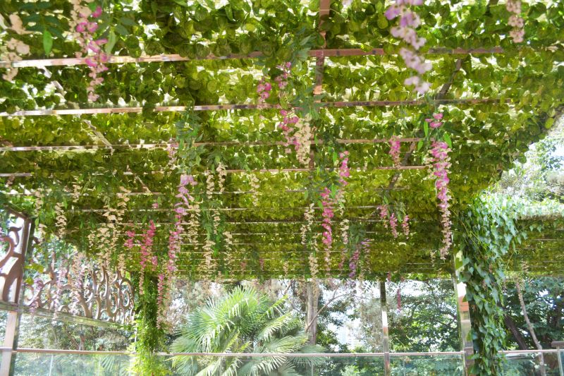 Grape Trellis Installation