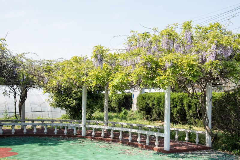 Grape Trellis Installation