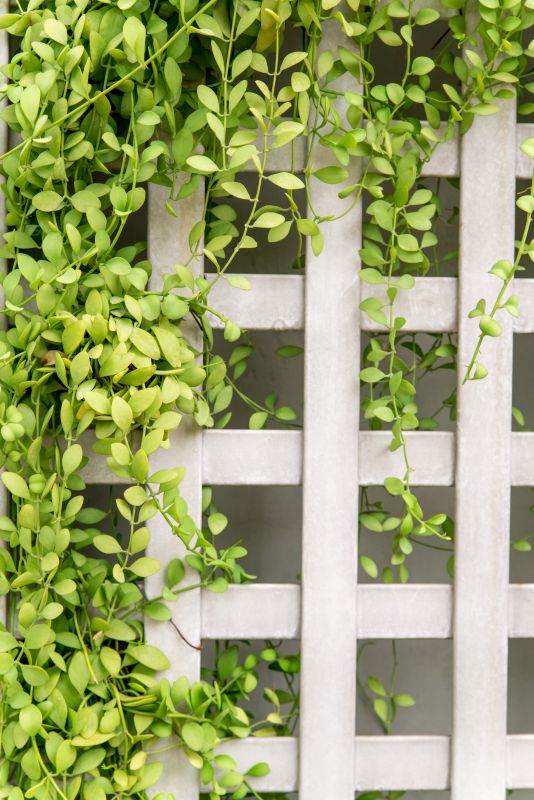 Lattice Trellis Installation