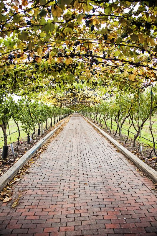 Vineyard Trellis Installation