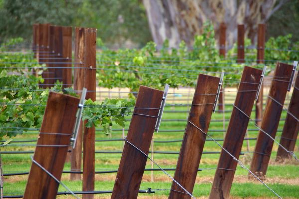 Vineyard Trellis Installation in Alexandria