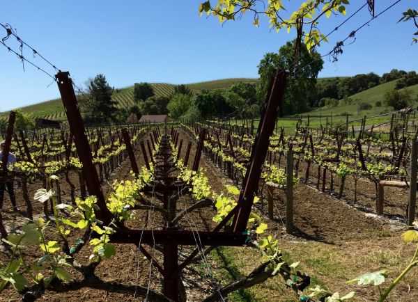 Vineyard Trellis Construction in Alexandria